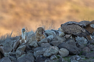 Golden jackal searching for food. Jackal compete between griffon vultures. Animal searching in the Bulgaria mountains. Carnivore during winter. European nature.