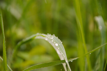 water drops roll down from grass