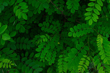 Green leaves of acacia as background. Green leaves of trees in full screen. Nature concept