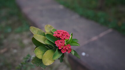 flower in the garden