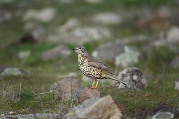 fieldfare, turdus pilaris, Bulgaria