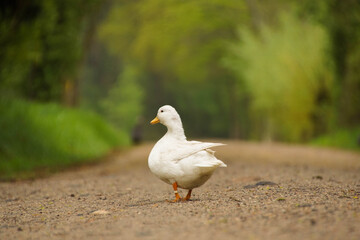 little ducks walking down the road