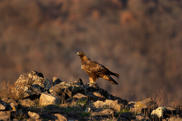Golden eagle on top of rock in the Rhodope mountains. Calm eagle during sunset. European nature. Winter wildlife in Bulgaria. Bird watching on the rock.