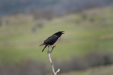 Common raven  in the Rhodope mountains.European nature. Winter wildlife. Bird watching in Bulgaria. Raven searching for food. 