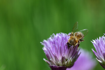 Close-up of a small honey bee sitting on a purple chive flower looking for food against a green background