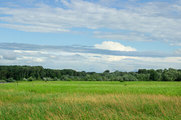 Meadow landscape on forest background. Green spacious meadow at the edge of the forest. Summer nature