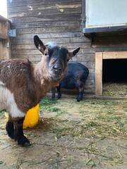 goat on a farm