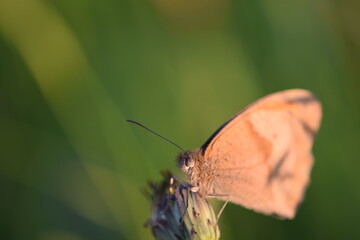 mariposa en una flor en un día soleado de primavera
