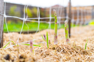 Asparagus grows in the home garden close-up. Growing food in your garden