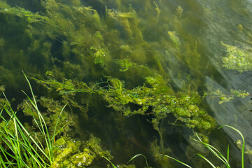 Algae underwater. Algae on the shore of the lake. Pure nature