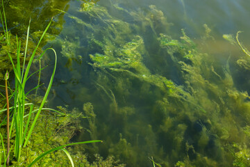 Algae underwater. Algae on the shore of the lake. Pure nature