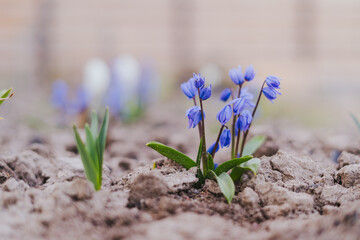 Small blue decorative bluebell flowers grow in home flower bed