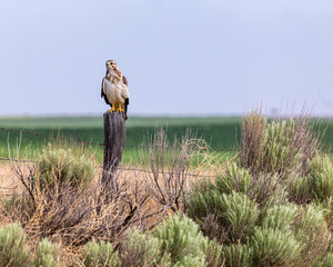 Hawk on a fence