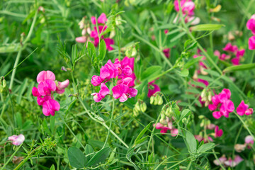 Fototapeta premium Background from green grass and flowers in the meadow. Pink flowers on a background of grass. Natural background