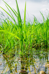 Obraz premium Grass growing out of water. Grass on the shore of the pond. Living and clean nature