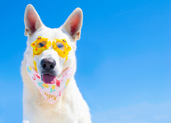 happy dog with sunglasses on isolated background