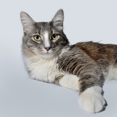Close-up portrait of a young fluffy cat of dark color with stripes on a gray background. Studio portrait of a young cat on a gray background