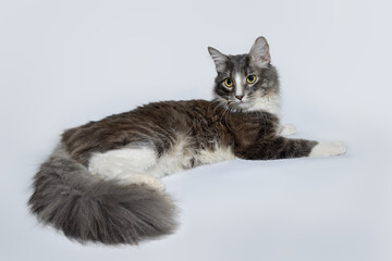 Young fluffy cat of a dark color with stripes lies on a gray background. Studio portrait of a relaxed young cat on a gray background