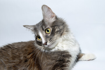 Close-up portrait of a young fluffy cat of dark color with stripes on a gray background. Studio portrait of a young cat on a gray background