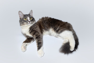 Young fluffy cat of a dark color with stripes lies on a gray background. Studio portrait of a...