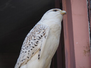 Gyrfalcon Falco rusticolus is a bird from the order of falconiformes of the falcon family....