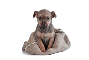 mongrel puppy of brown color in a sack on a white background