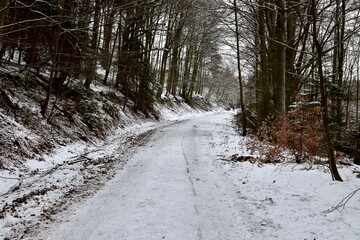 snow covered road through green trees in a forest