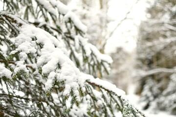 Branches that bent with the weight of snow