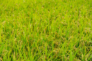 Fototapeta na wymiar rice in a field near harvest