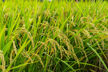 rice in a field near harvest