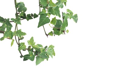 ivy plant isolated over white