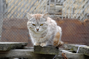 A fluffy gray country cat stares at the camera with large yellow-green eyes