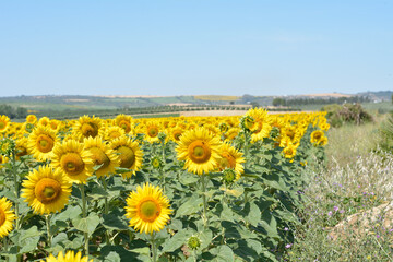 Fototapeta premium Campo de girasoles en la zona de andalucia españa