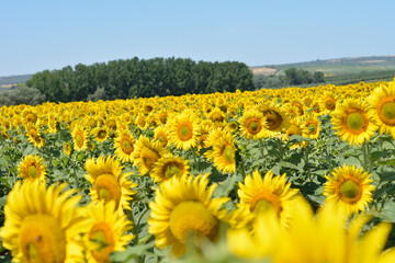 Obraz premium Campo de girasoles en la zona de andalucia españa