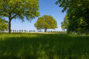 Spring landscape with view of oak trees with young green leaves under blue clear sky and shadow, Field of wild grass and white flowers Cow Parsley and grass on meadow, Nature background.
