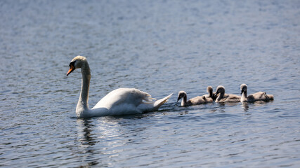 group of cygnets with female swan