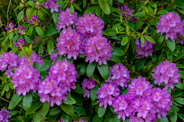 Selective focus purple flower about to blooming with green leaves in the garden, Rhododendron is a...