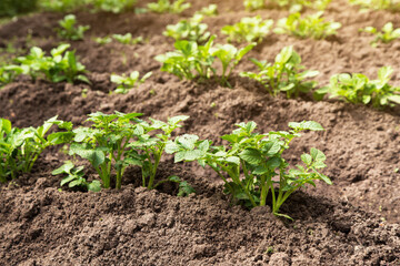 Potato young plants rows on field close up in sunlight. Growing organic potatoes in the garden