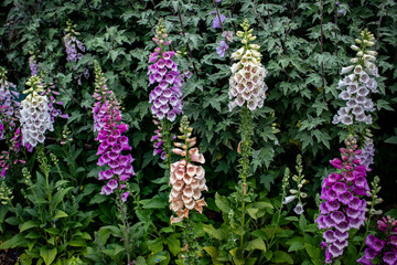 Lovely Foxglove Flowers Bloom in Shades of Pink, Peach, Purple, and White in a Country Garden outside of Amsterdam, Netherlands