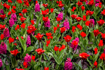 Rows of Red Tulips and Hot Pink Hyacinths outside of Amsterdam, Netherlands