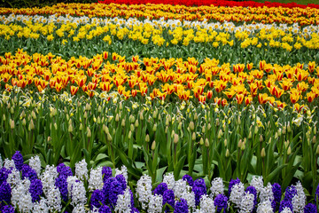 Beautiful Field Growing Hyacinths, Tulips, and Daffodils outside of Amsterdam, Netherlands