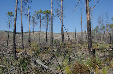 bosque incendiado tala de arboles 