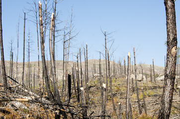 Fototapeta na wymiar bosque incendiado tala de arboles 