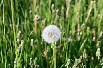 A lush cap of a dandelion flower on a background of lush green grass