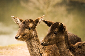 two little deers in the forest