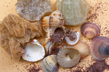 Big seashell against the background of sea salt, close-up.