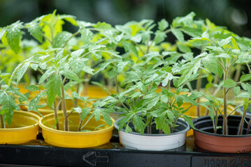 young seedling tomato in colorful pots on a natural green background