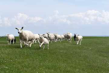 Obraz premium Cute little lambs and sheep on a dike in fresh spring green meadow in the sun