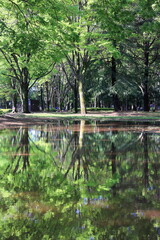 water reflection, early summer 初夏の公園での水面リフレクション