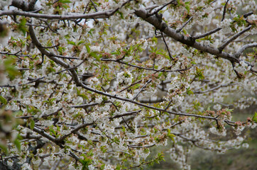cerezos en flor valle del jerte 2012